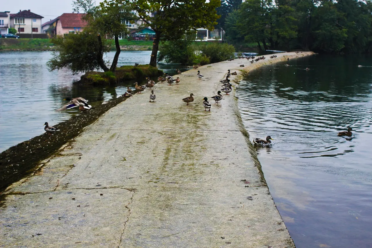A low concrete weir crossing the Una at Bihac with two dozen mallard ducks standing on it and houses along the far bank