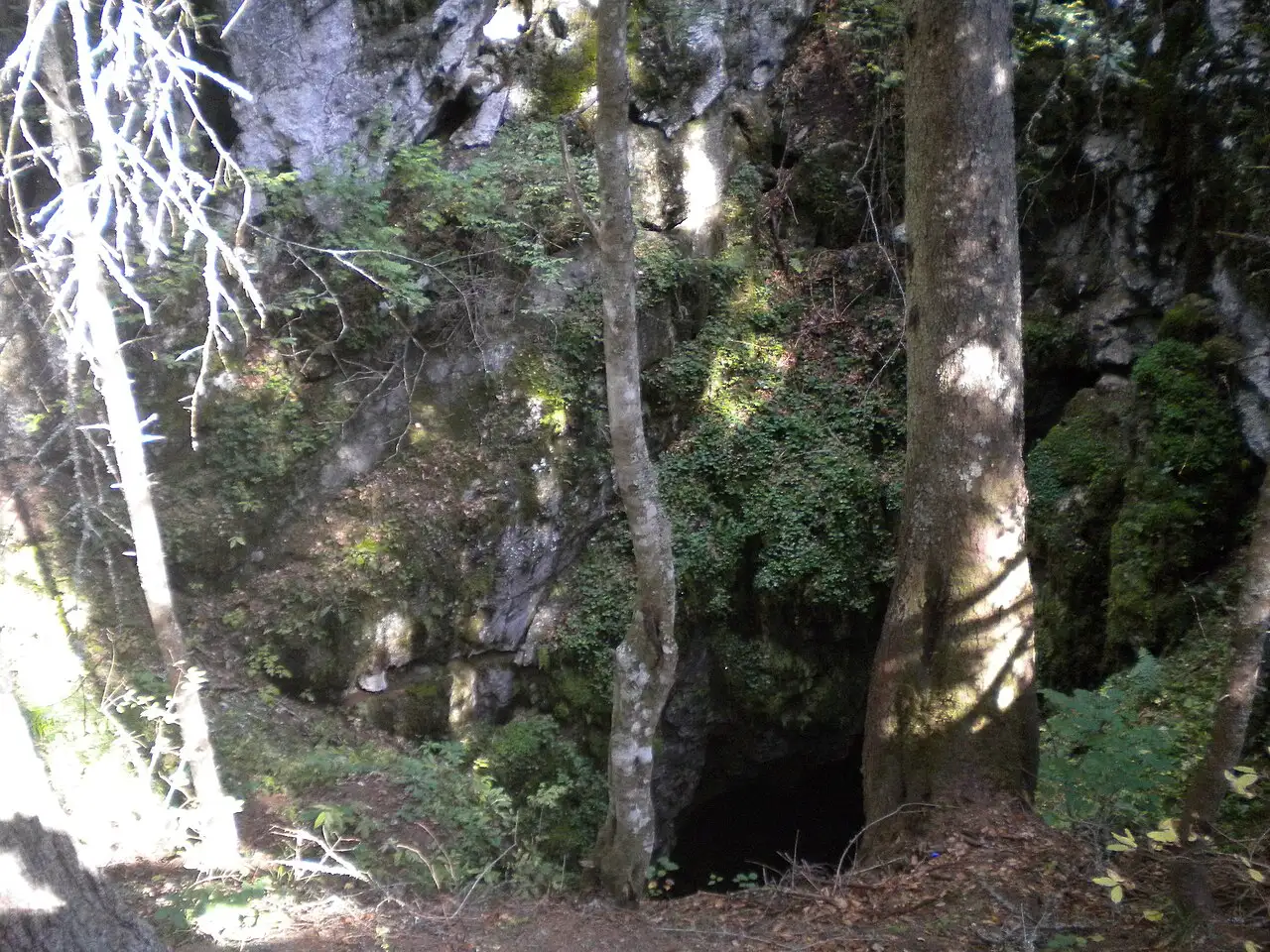 A dark cave mouth opening at the foot of a mossy limestone outcrop in the Bijambare forest, beech trunks in front of it