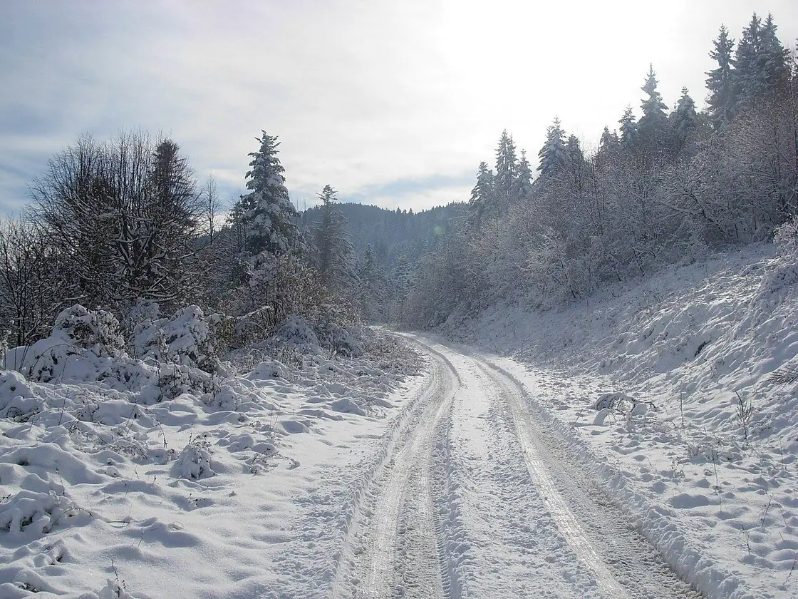 A snow-covered forest track climbing over Igman, tyre ruts in fresh snow between frosted pines