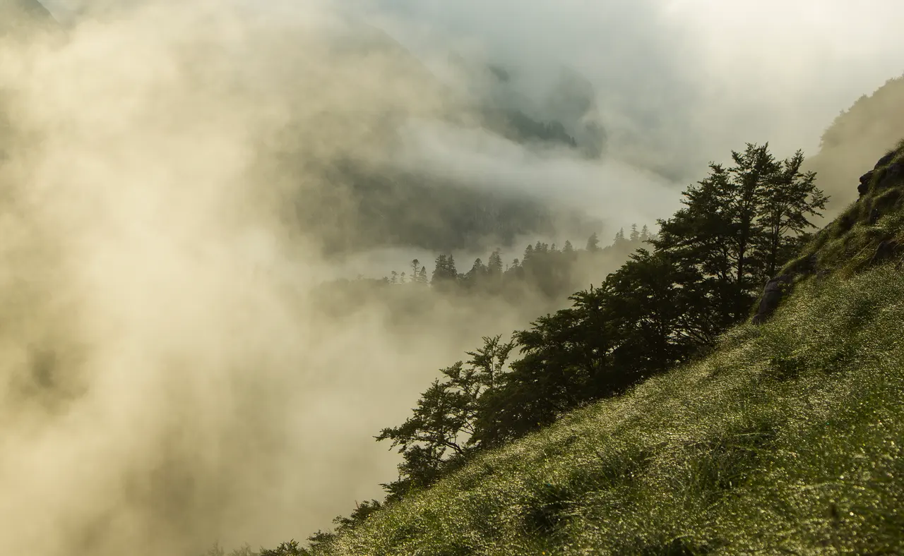 Morning mist rolling through the fir trees of the Perucica primeval forest in Sutjeska National Park