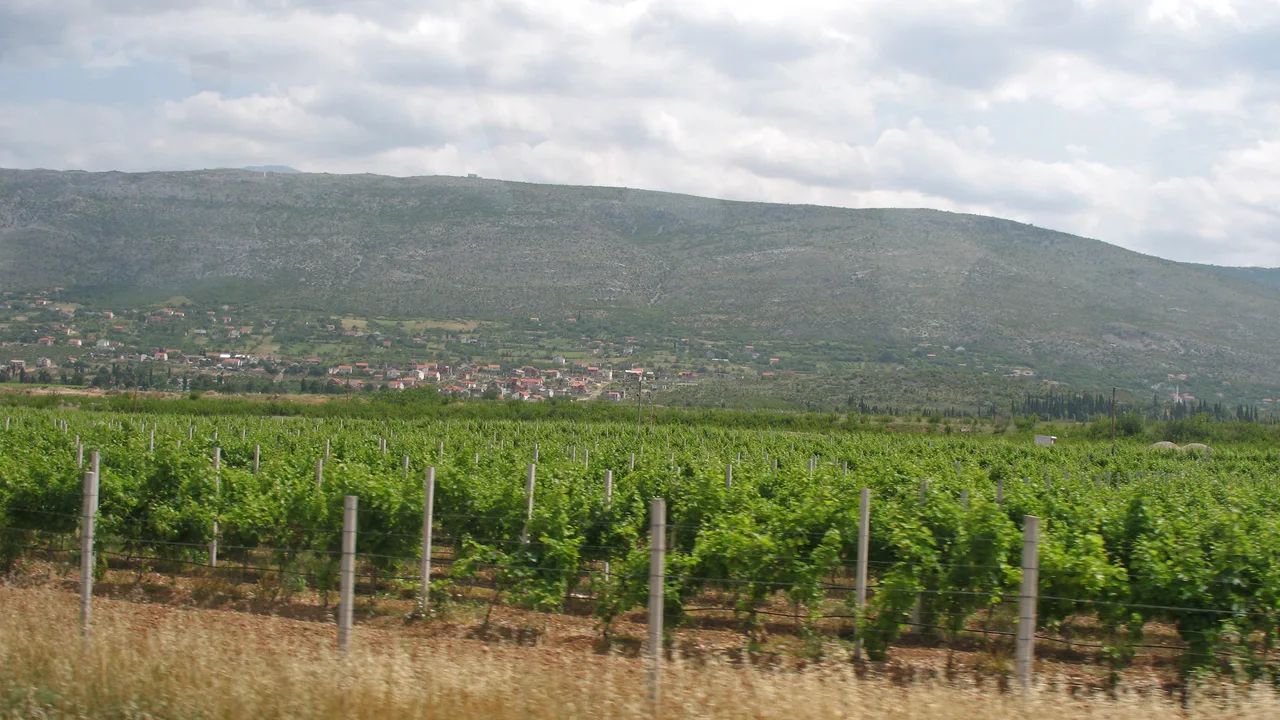 Rows of green vines in a Herzegovina vineyard with a village and bare karst mountain behind, on the road between Mostar and Dubrovnik