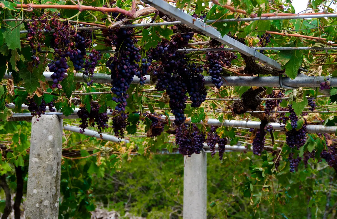 Bunches of dark red grapes hanging from a trellis in the vineyard at Tvrdoš Monastery near Trebinje, ready for harvest