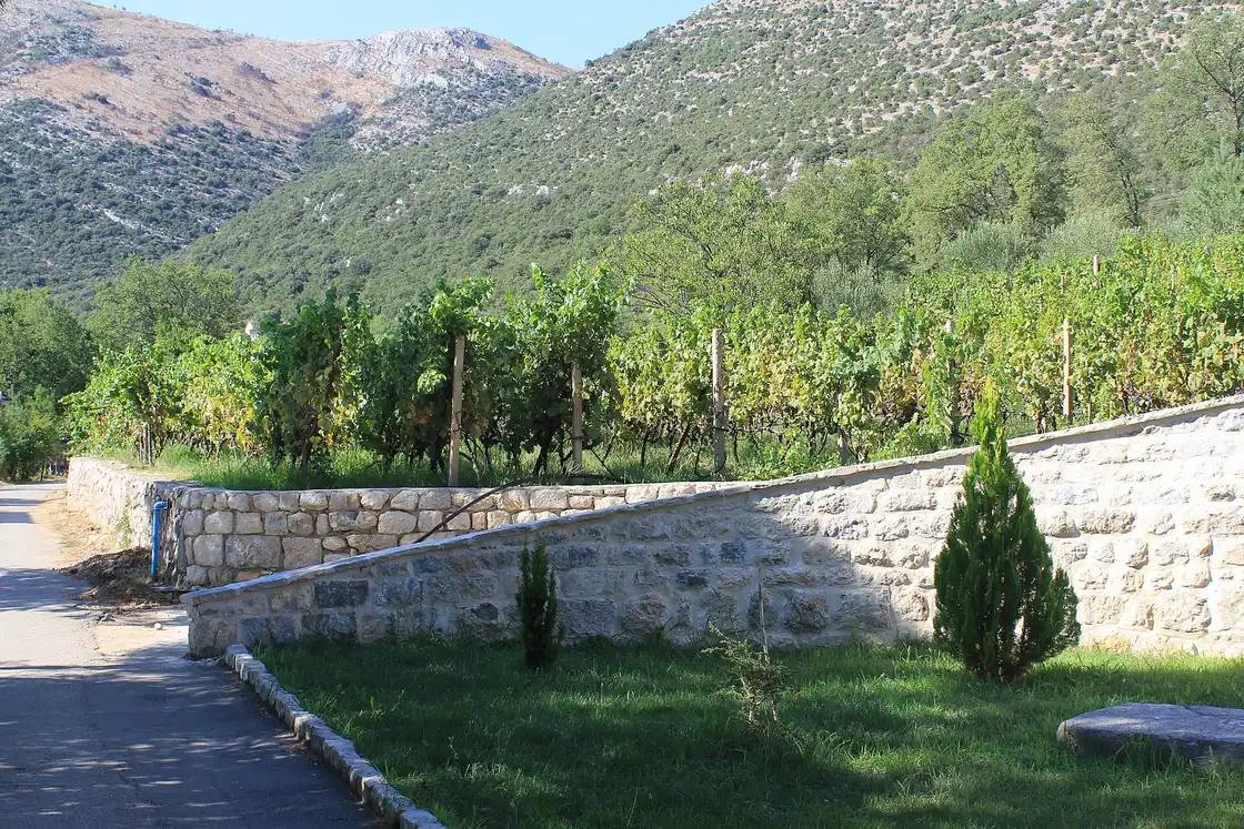 A walled vineyard beside a quiet road below green karst hills in southern Herzegovina near Trebinje