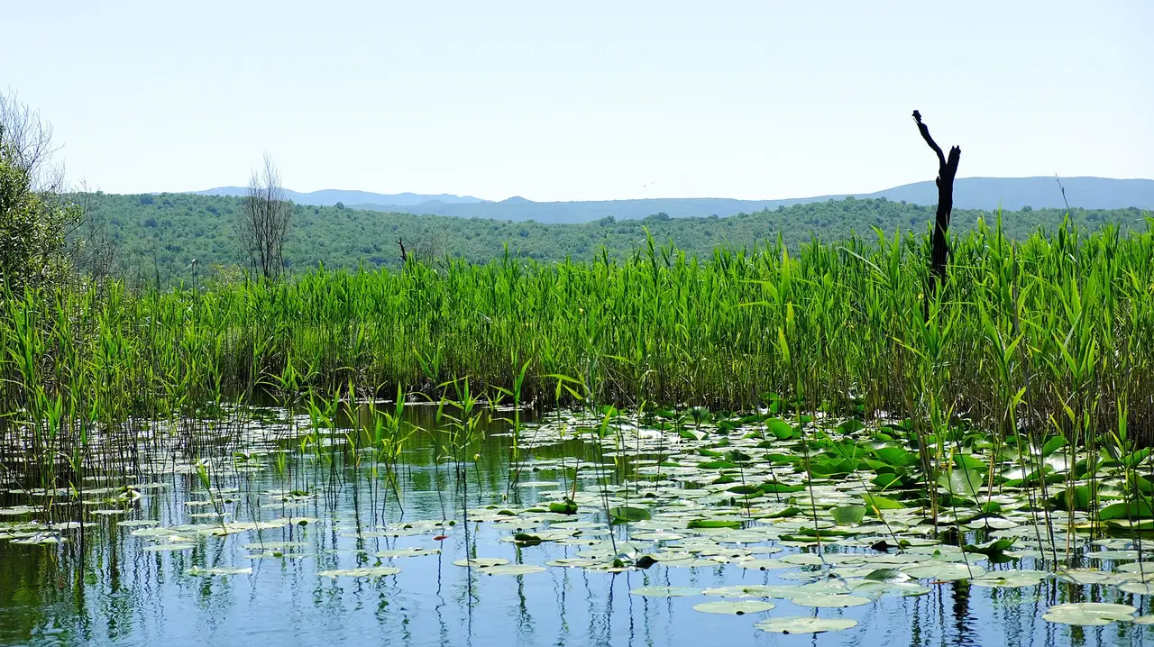 Water lilies and a wall of green reeds on the open water of Hutovo Blato, with low karst hills on the horizon