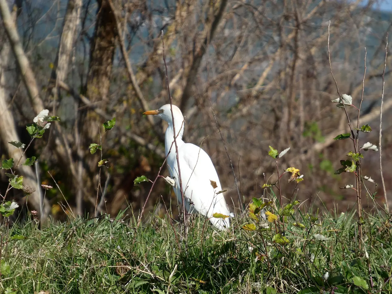 A western cattle egret standing in grass among bare branches at Hutovo Blato