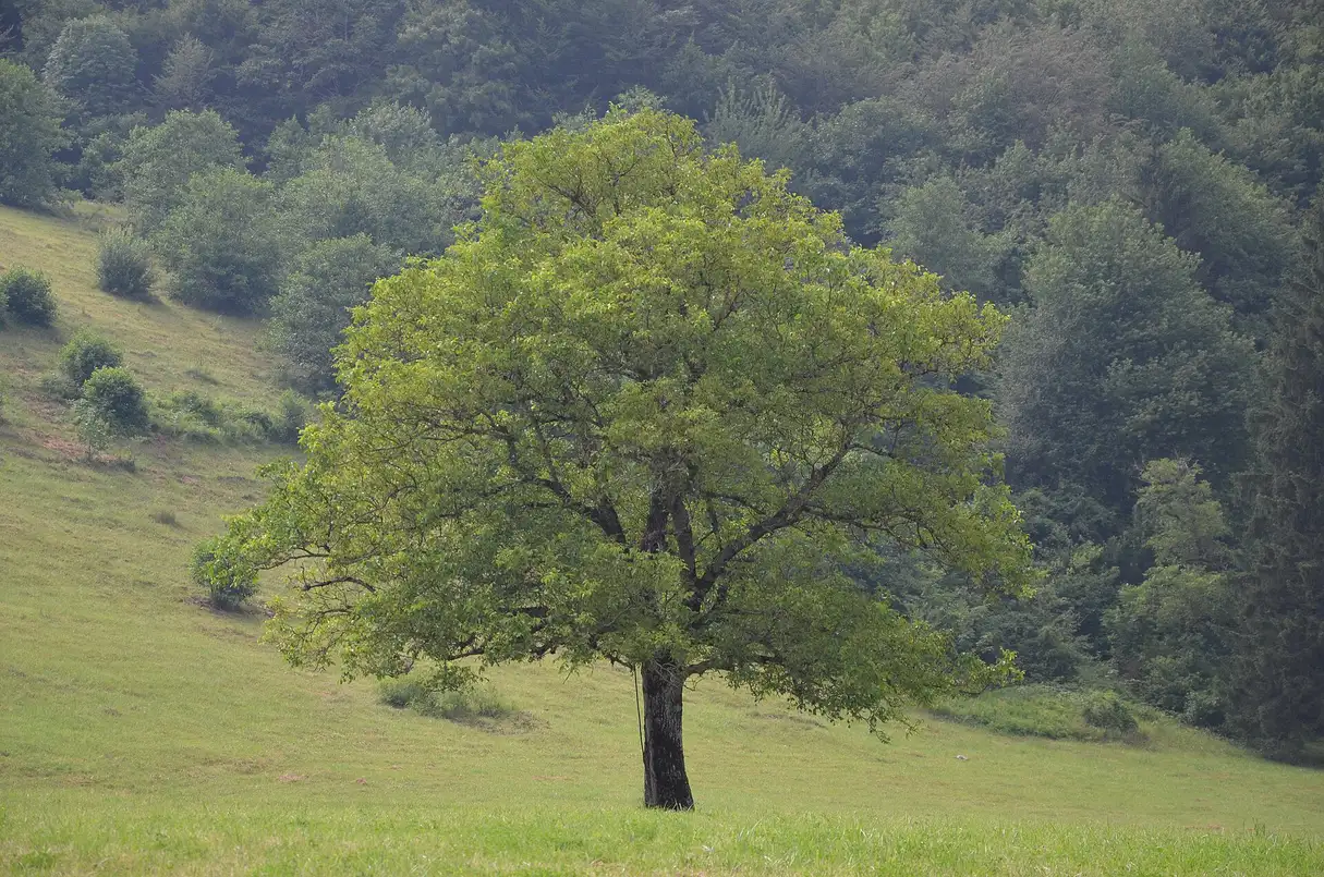 A green valley and forested ridges inside Sutjeska National Park in eastern Bosnia