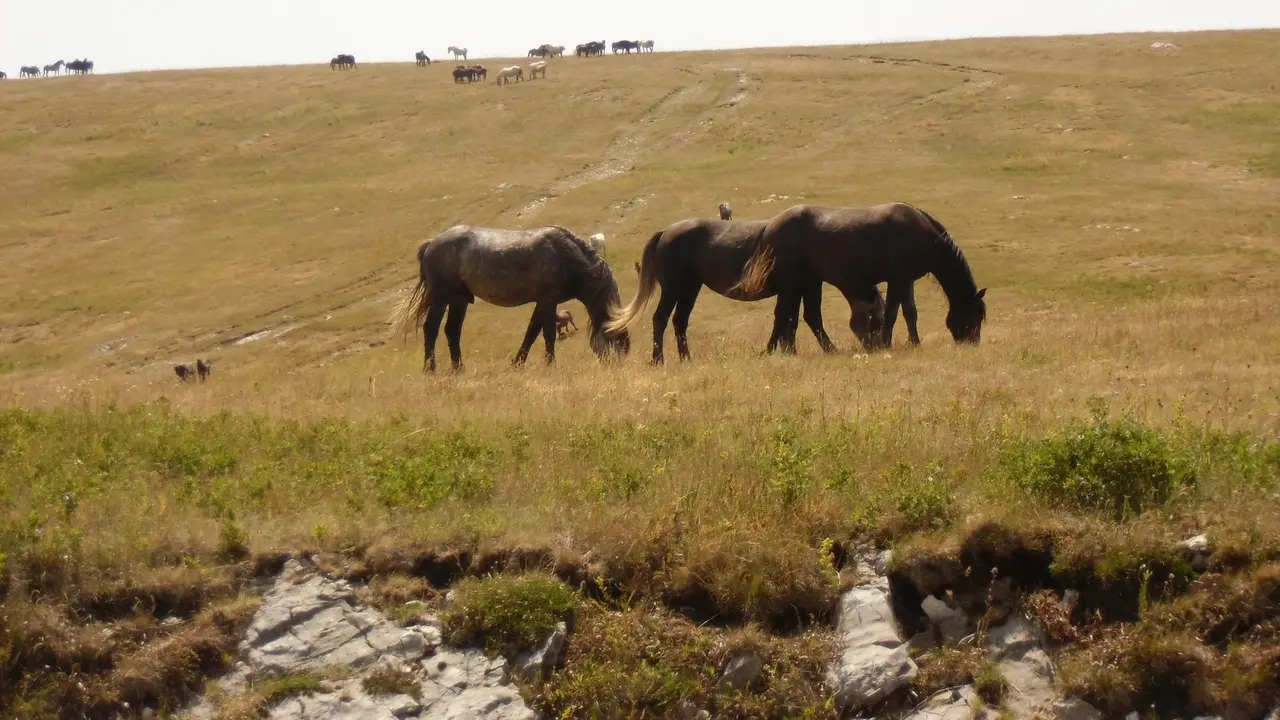 Three wild horses grazing on the open Kruzi plateau above Livno, with a larger herd visible as small dark shapes along the ridge behind them