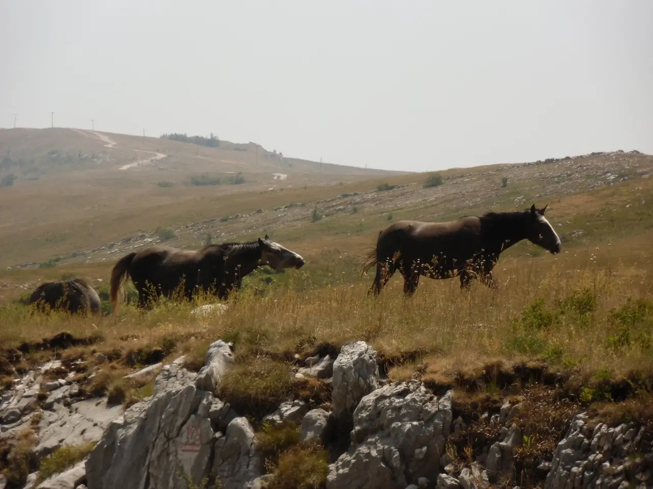 Two dark wild horses walking through dry highland grass with a gravel road and low hills behind them