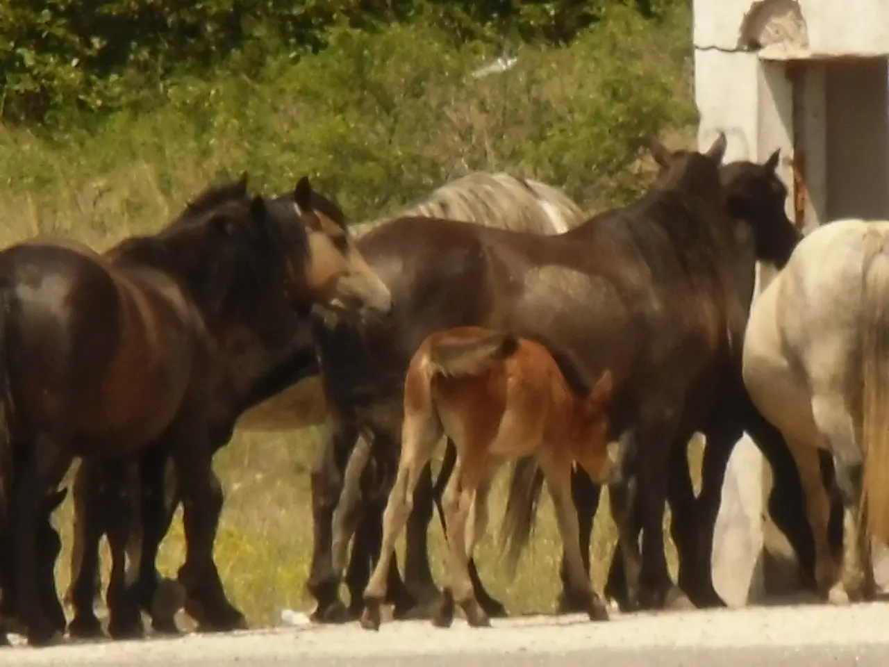 A young reddish-brown foal standing close beside its dark mare in a small group of wild horses