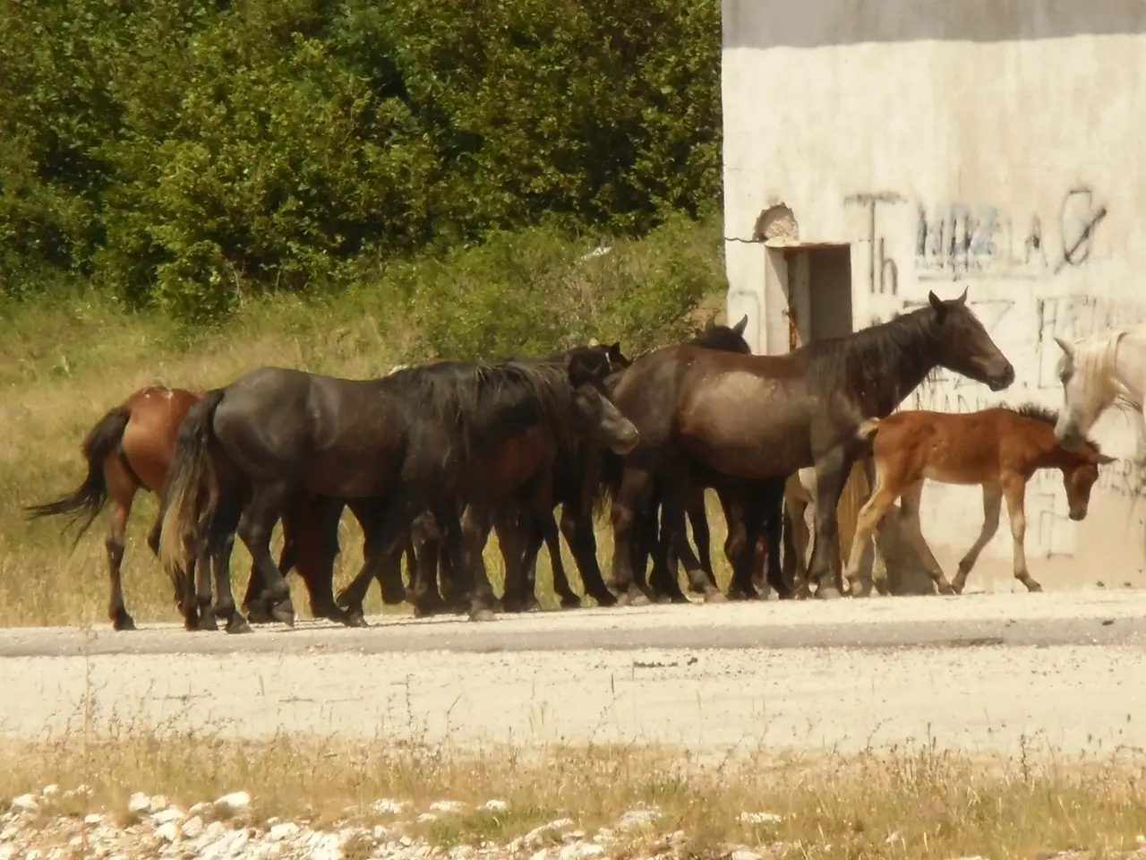 A group of wild horses standing beside a whitewashed building near a road, dry hills and scrub behind
