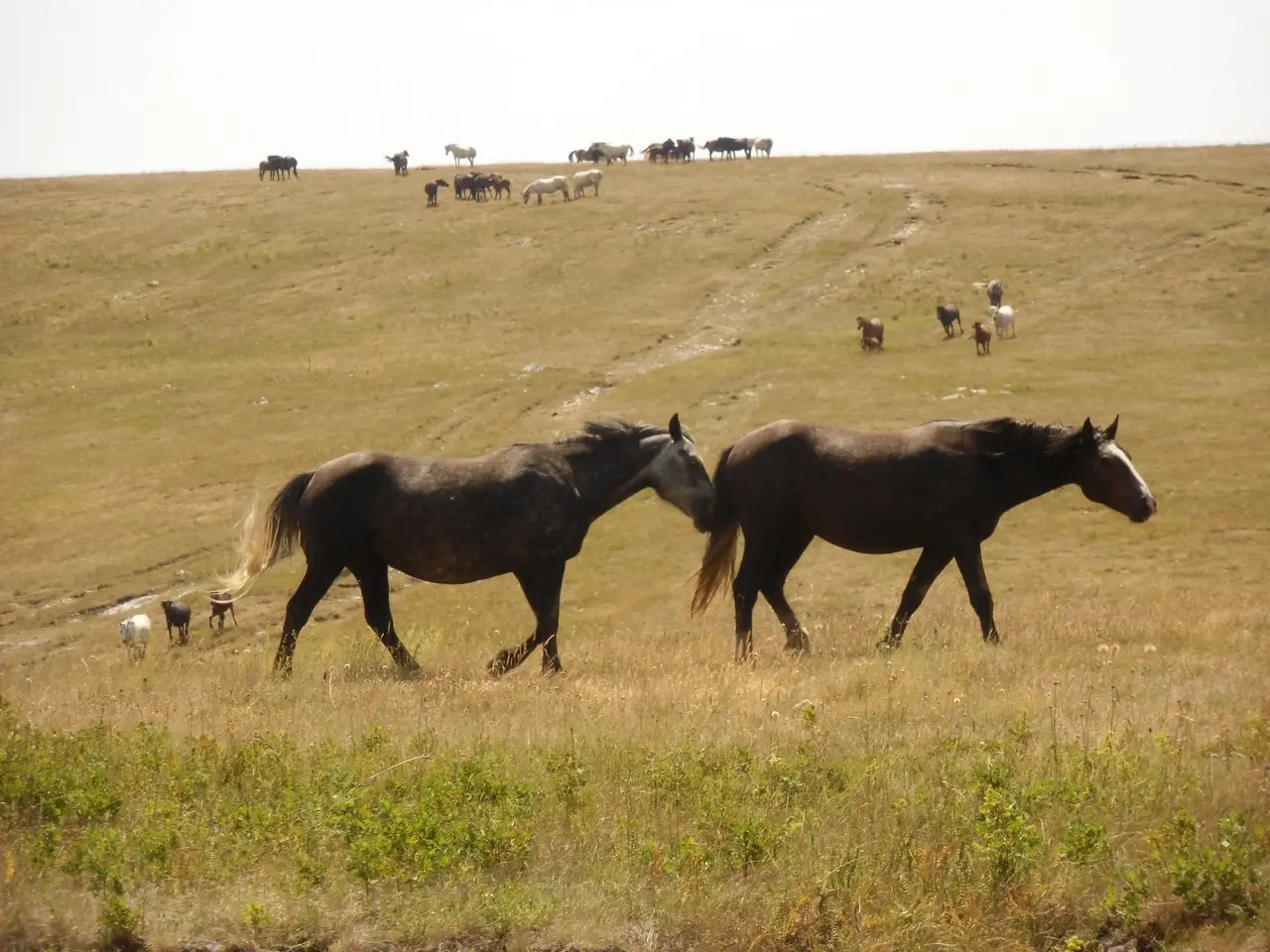Two wild horses walking together across open highland grass, with a wider herd visible as small dark shapes on the ridge behind