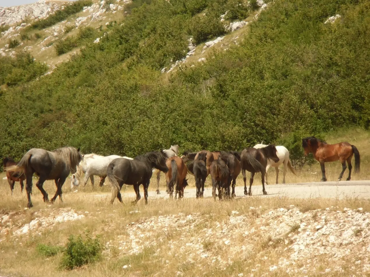 A mixed group of black, brown and white wild horses crossing a paved road near a hillside