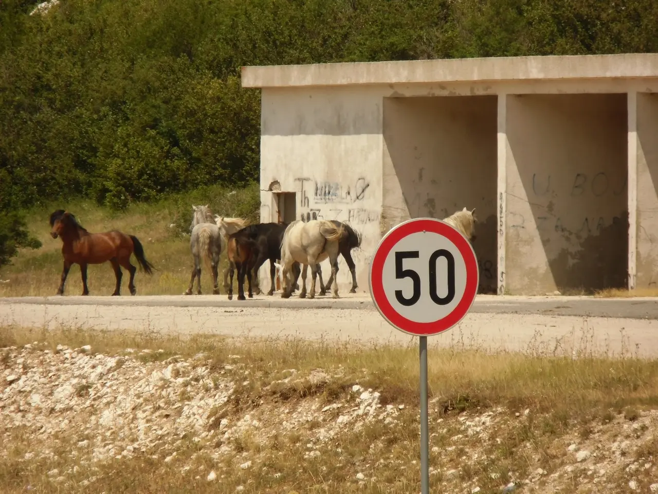 Wild horses crossing a paved road next to a red-and-white 50 km/h speed limit sign and an old bus shelter