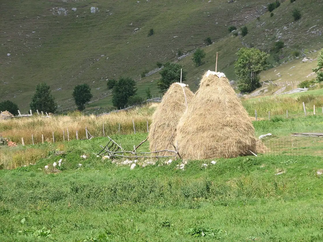 Traditional conical haystacks in a green pasture at Lukomir with sheep grazing and low fences, bare mountainside rising behind