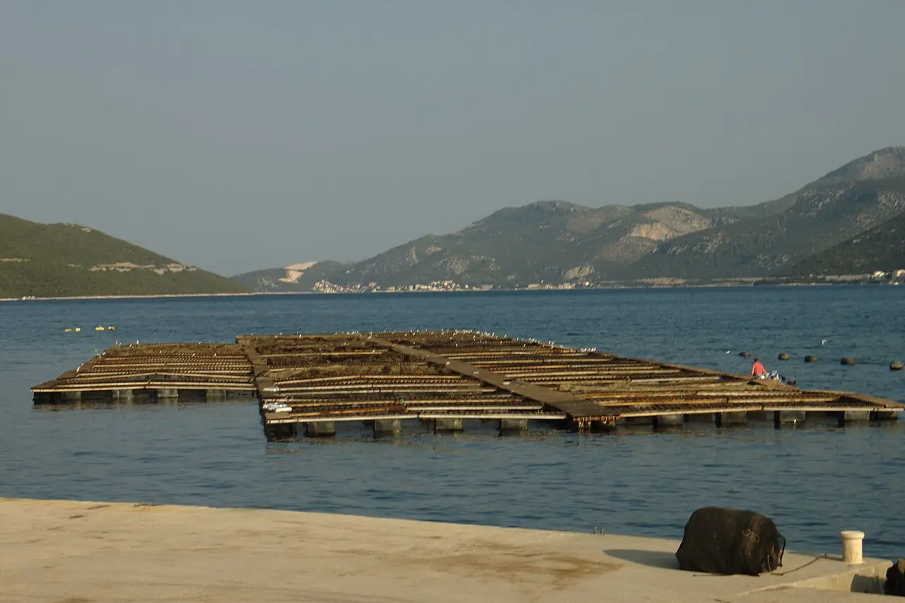 Mussel farming platforms floating in the calm Neum bay with green hills across the water