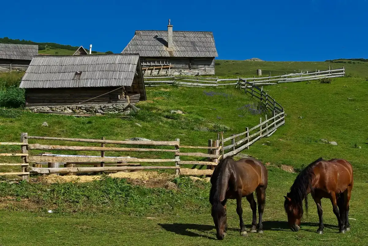 Horses grazing beside wooden huts on the pasture around Prokoško Lake