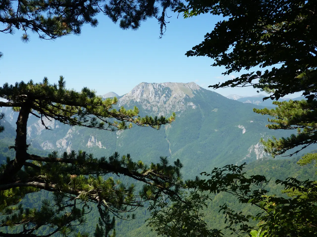 Dense old-growth beech and fir of the Perućica primeval forest reserve in Sutjeska National Park