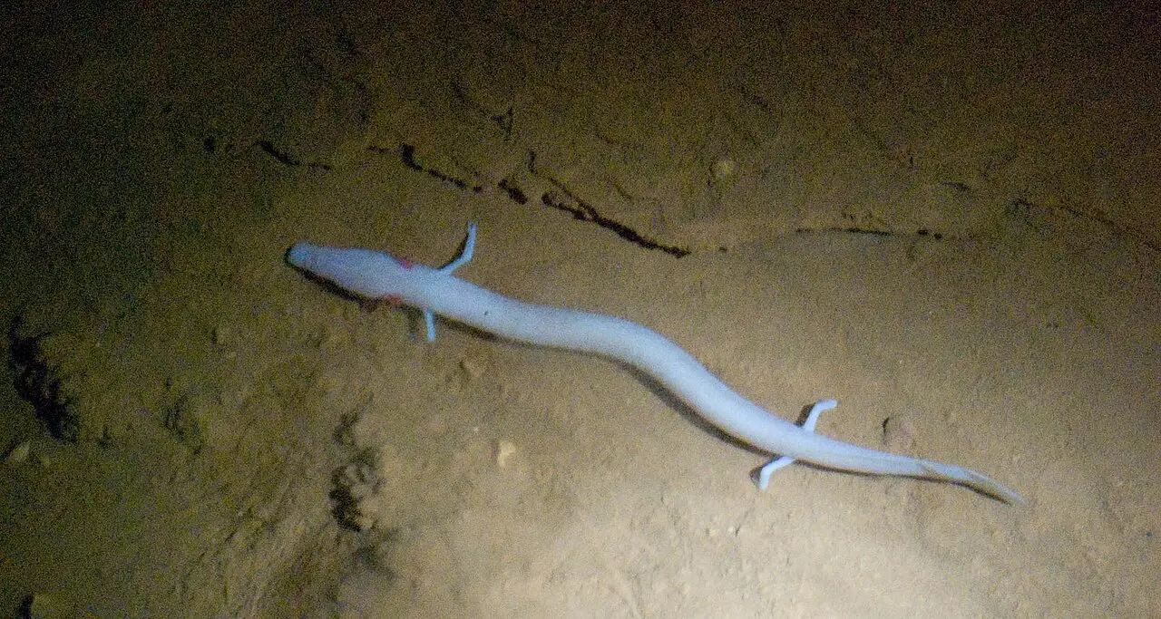An olm, a pale blind cave salamander with feathery red gills and thin limbs, resting on a pale rock underwater
