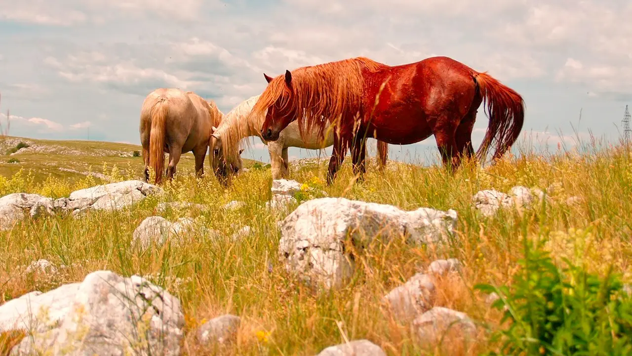 Three wild chestnut horses grazing among grey karst boulders and long summer grass on the Kruzi plateau above Livno, cloudy sky behind